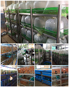 Bulk live fish for sale shop